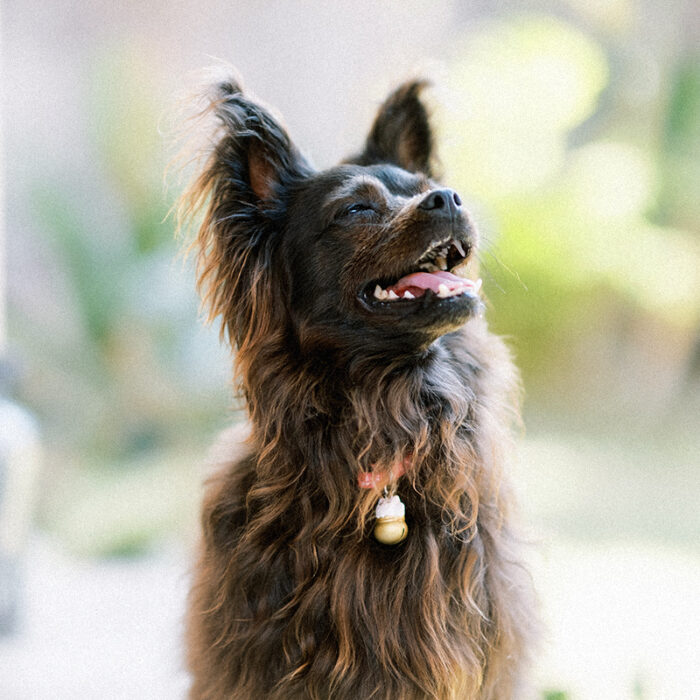 Professional Bali Photographer Info - Gusmank Photography