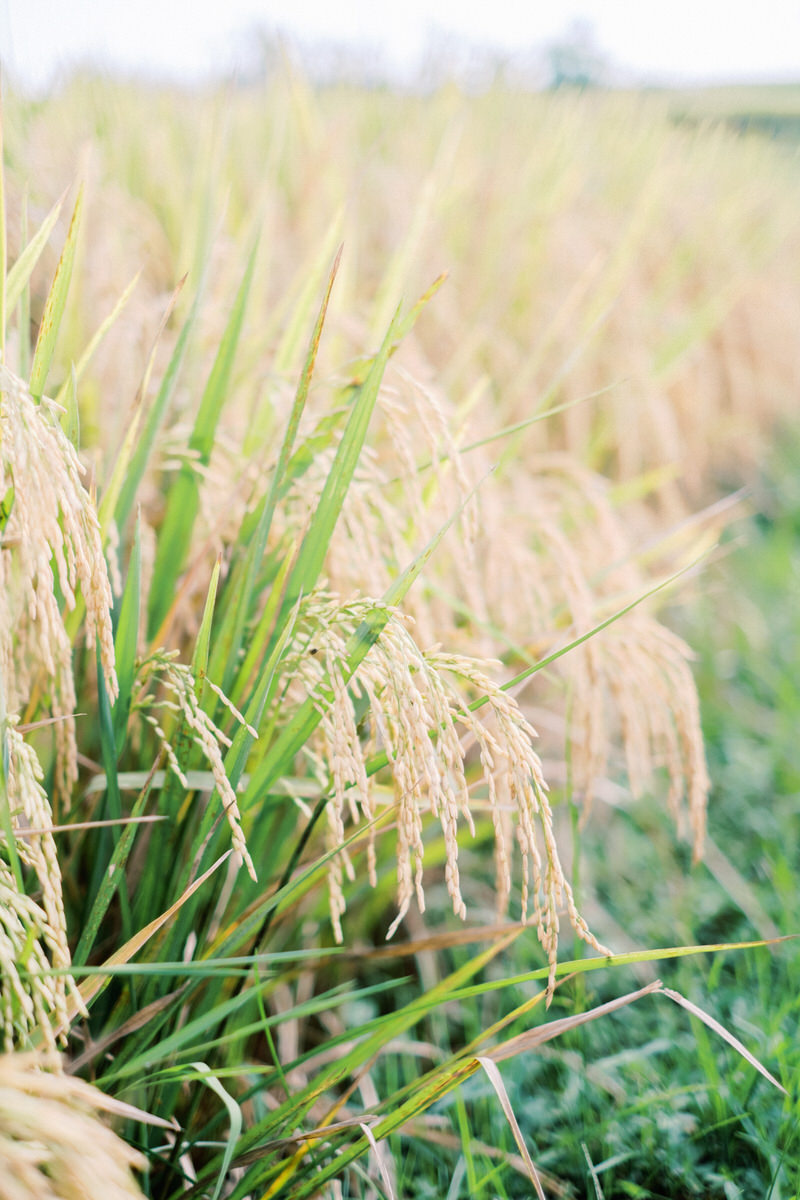 canggu rice fields photo spot