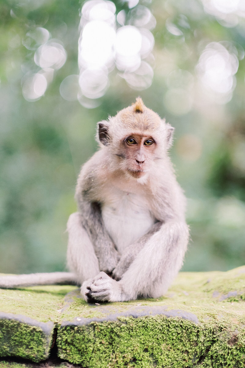 sangeh monkey forest