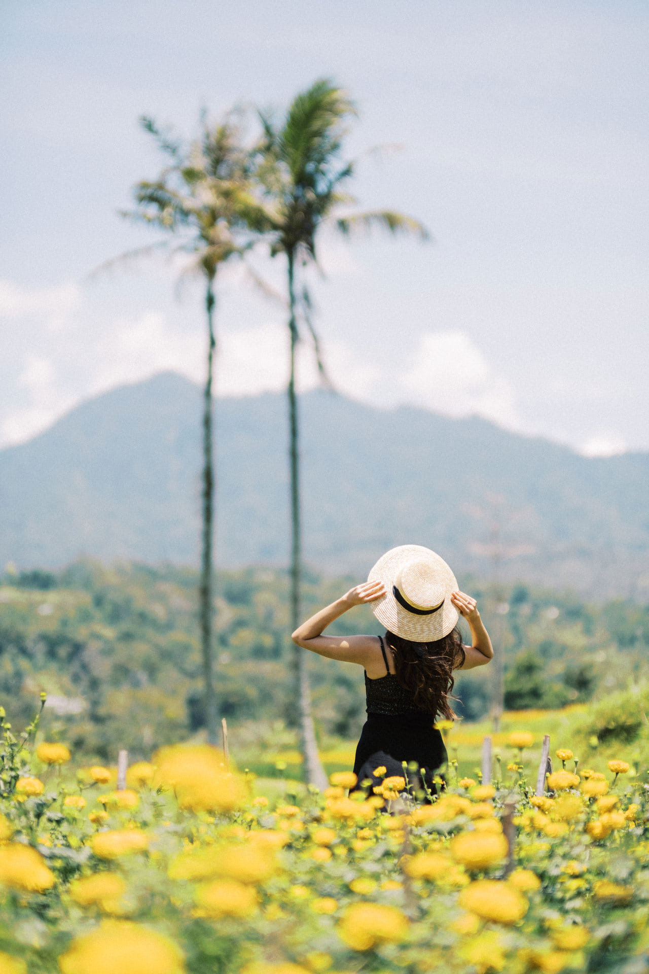 bali marigold fields