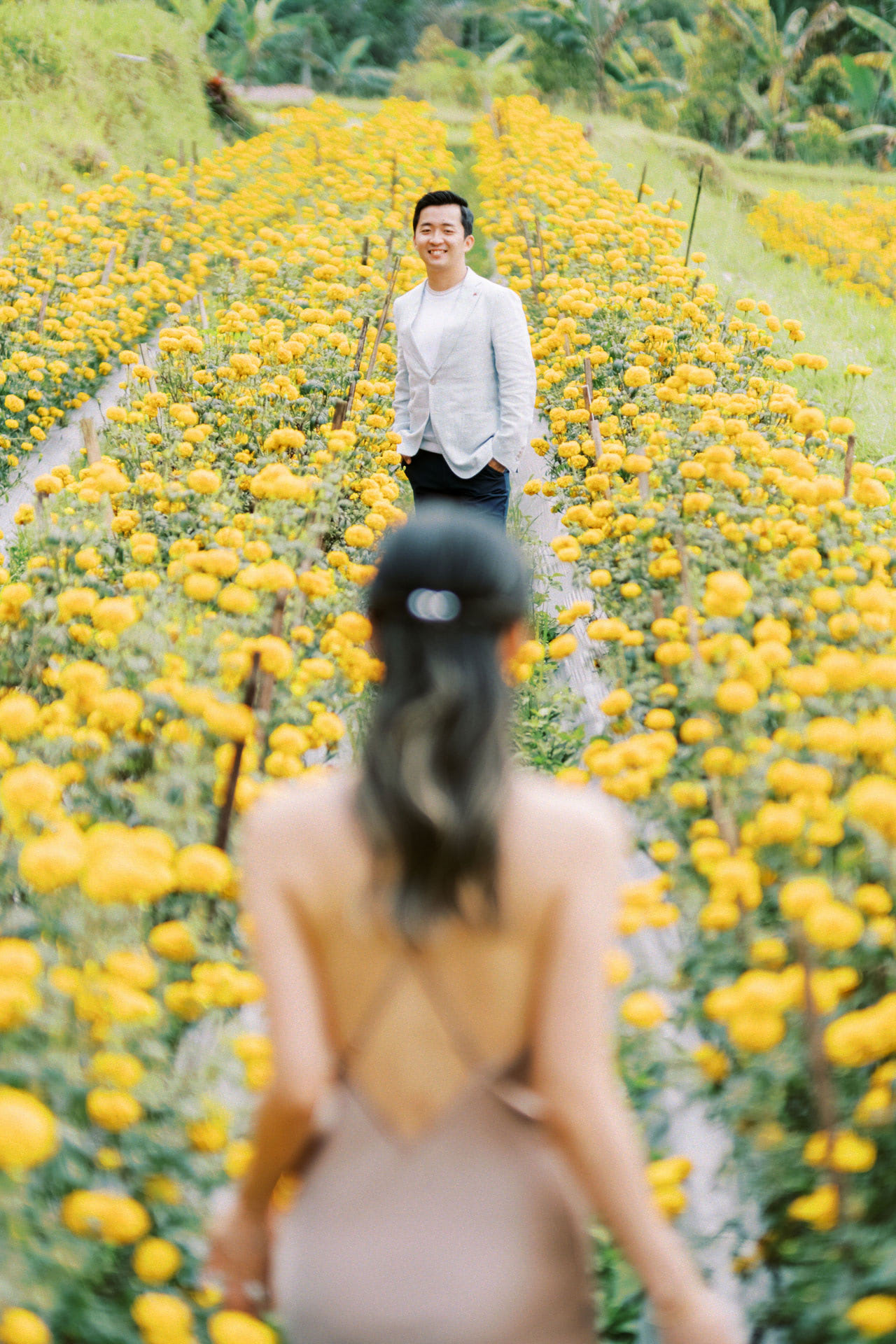 bali marigold fields